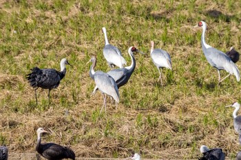 White-naped Crane Izumi Crane Observation Center Tue, 11/26/2013