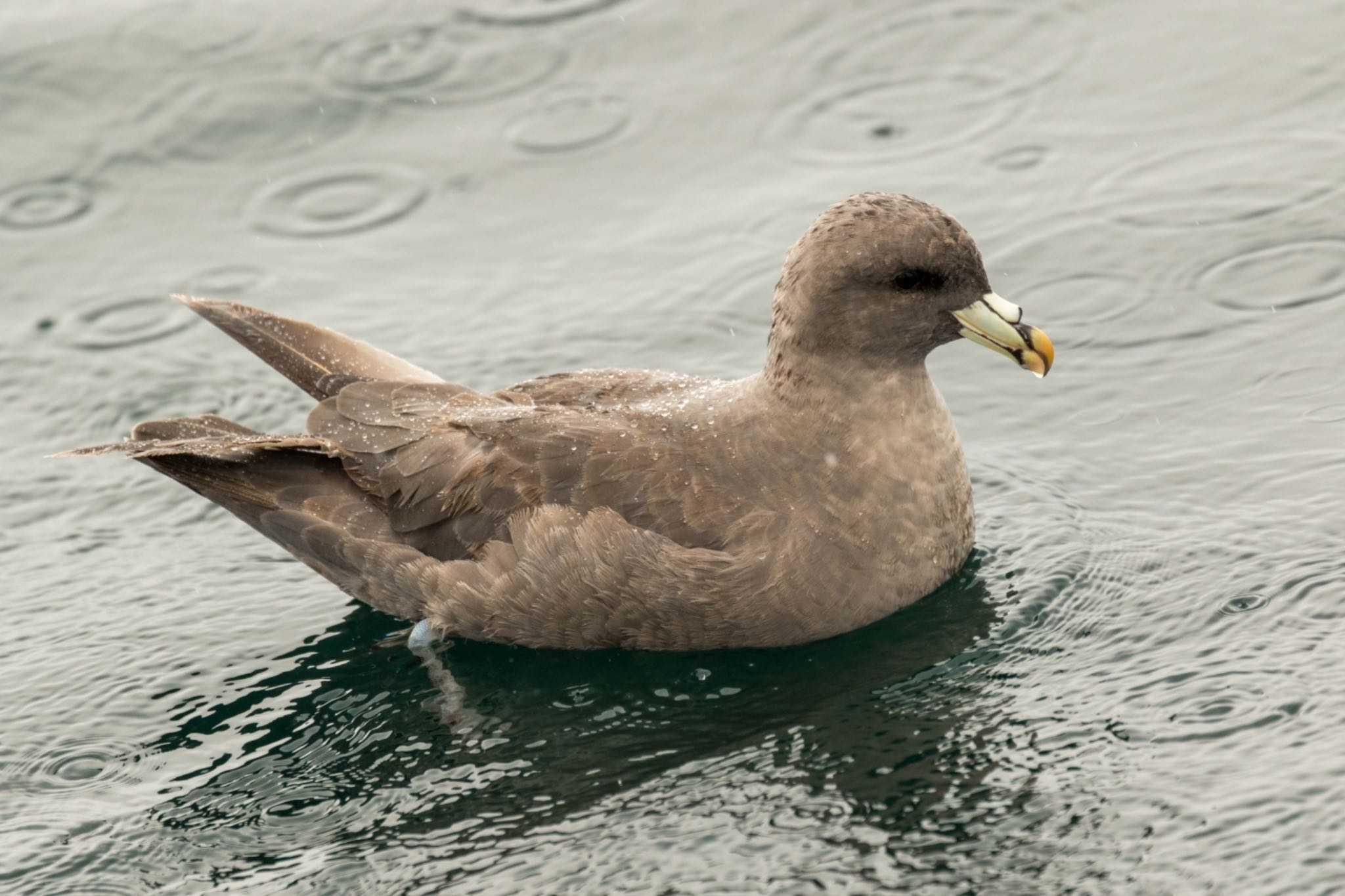 Photo of Northern Fulmar at  by アカウント5644