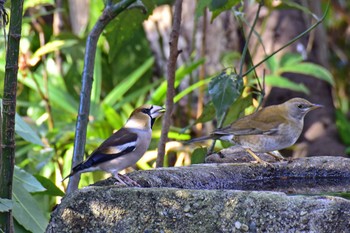 2016年12月24日(土) 光が丘公園の野鳥観察記録