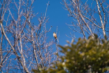 2021年2月6日(土) 古代蓮の里の野鳥観察記録