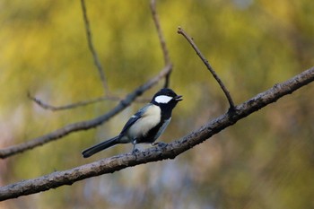 シジュウカラ 秋ヶ瀬公園 こどもの森 2016年12月25日(日)