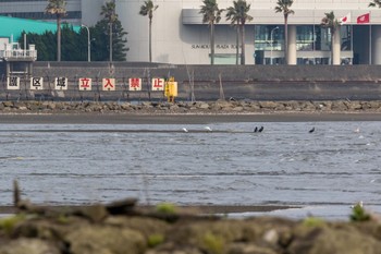 クロツラヘラサギ 葛西臨海公園 2016年4月9日(土)