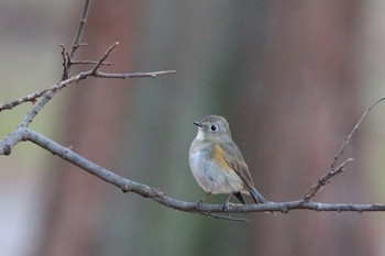 ルリビタキ 秋ヶ瀬公園 こどもの森 2016年12月25日(日)