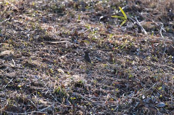 2021年2月6日(土) さきたま古墳群の野鳥観察記録