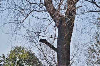 Common Kingfisher さきたま古墳群 Sat, 2/6/2021