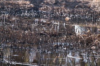 Common Kingfisher さきたま古墳群 Sat, 2/6/2021