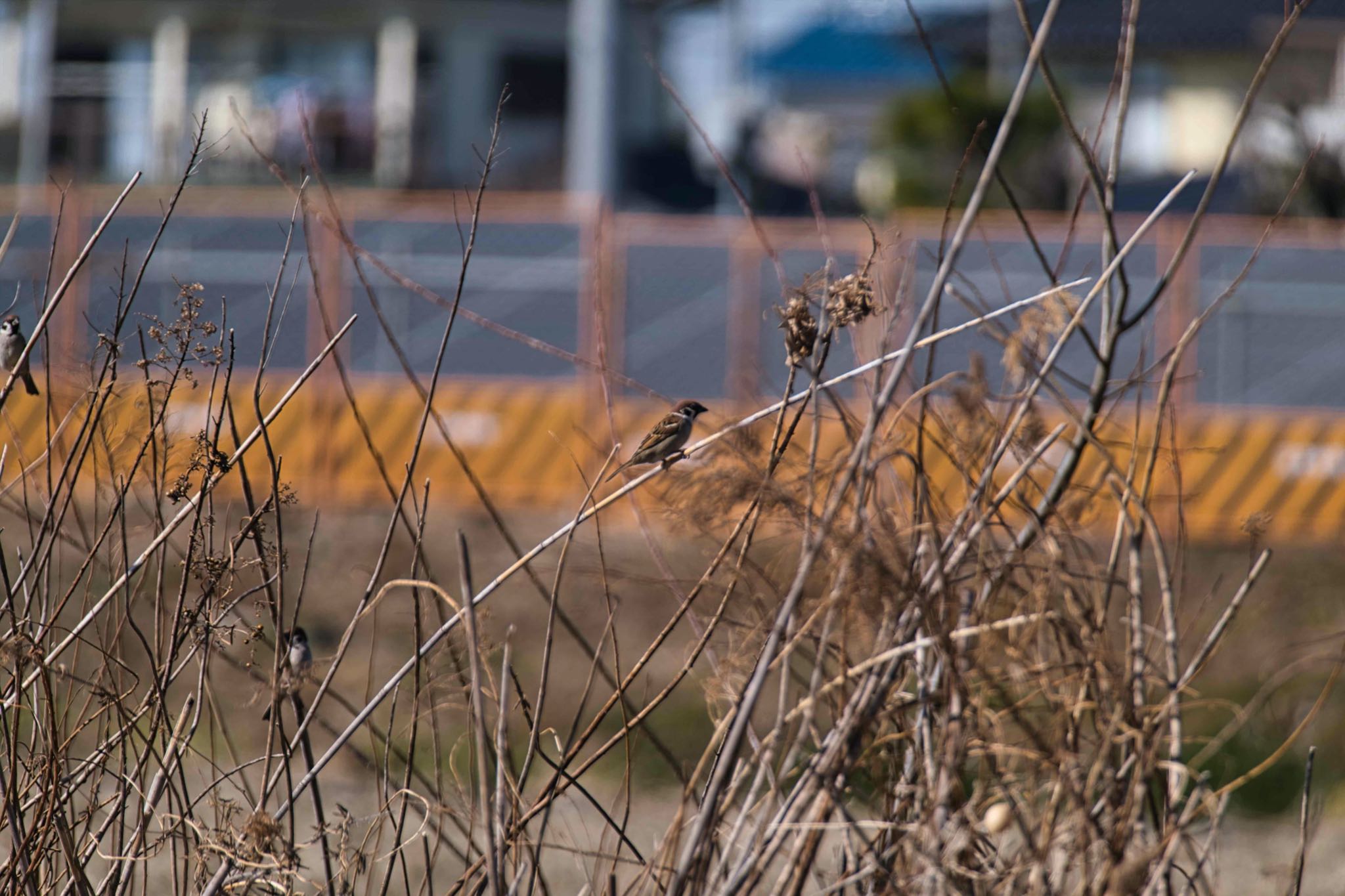 Photo of Eurasian Tree Sparrow at さきたま古墳群 by あおじさん