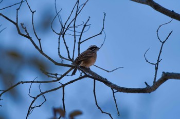 Meadow Bunting さきたま古墳群 Sat, 2/6/2021