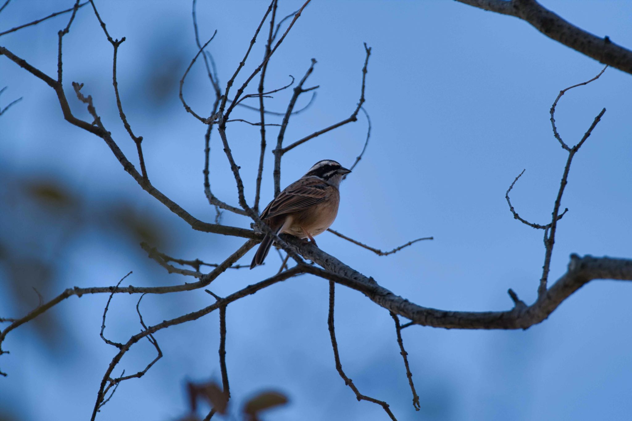Photo of Meadow Bunting at さきたま古墳群 by あおじさん