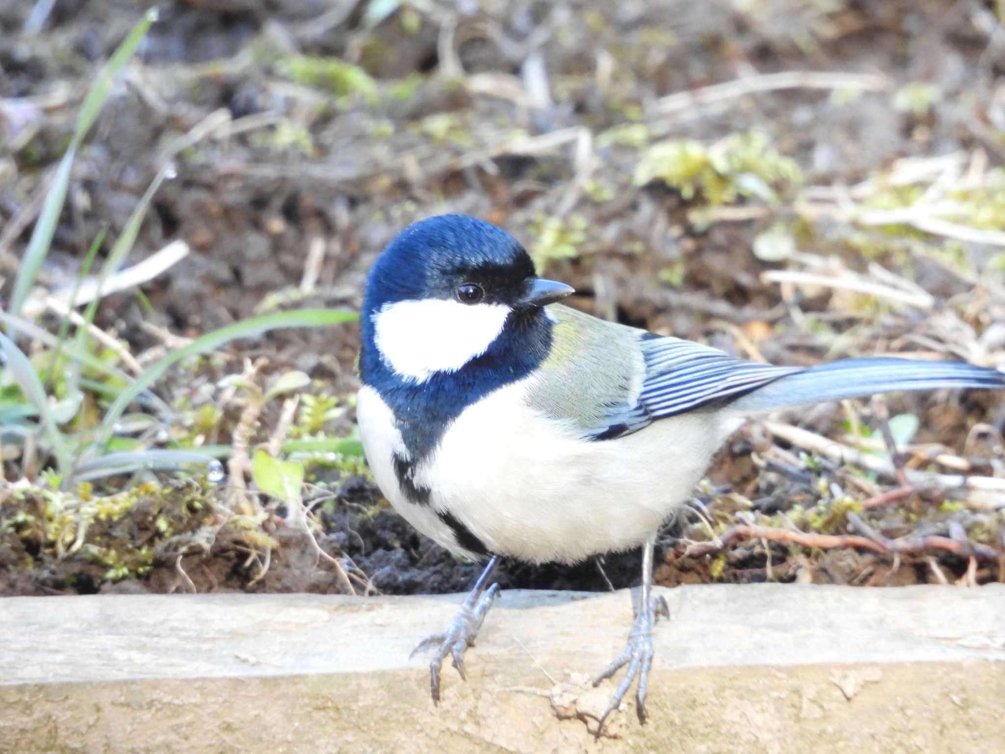 シジュウカラ