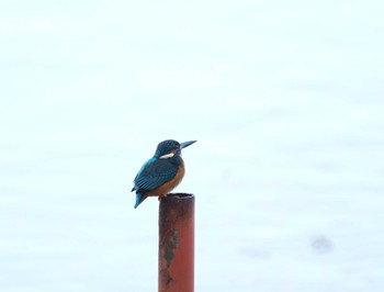 Common Kingfisher 昆陽池 Fri, 12/23/2016