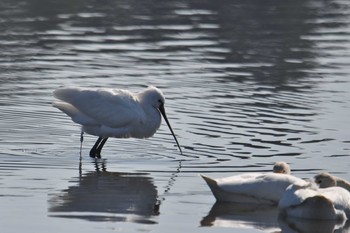 2021年2月6日(土) 多々良沼の野鳥観察記録