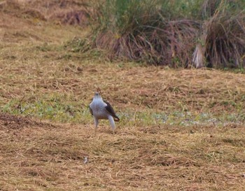 Eurasian Goshawk Unknown Spots Fri, 12/23/2016