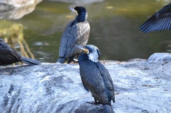 カワウ 京都御苑 2021年2月6日(土)