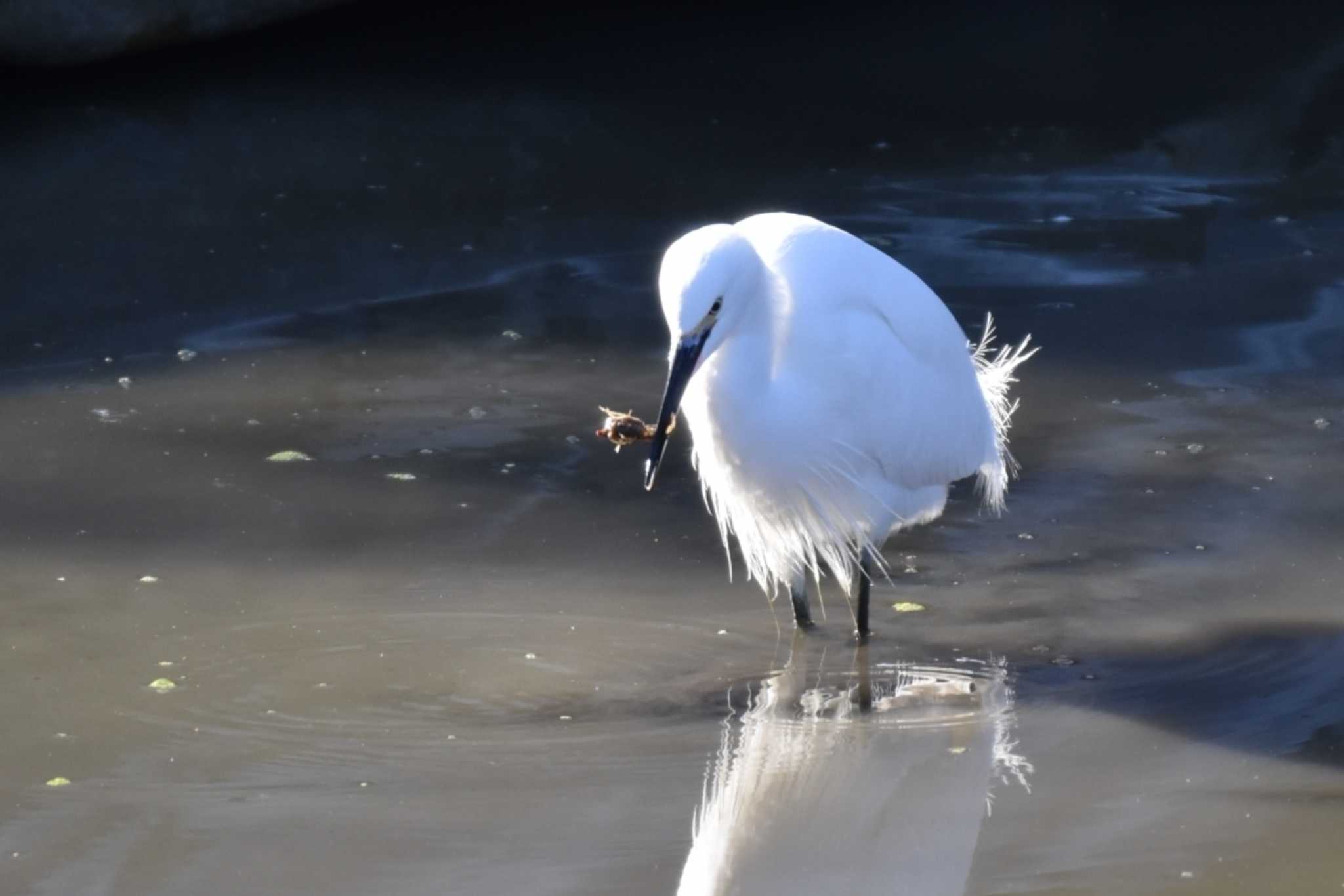 Little Egret