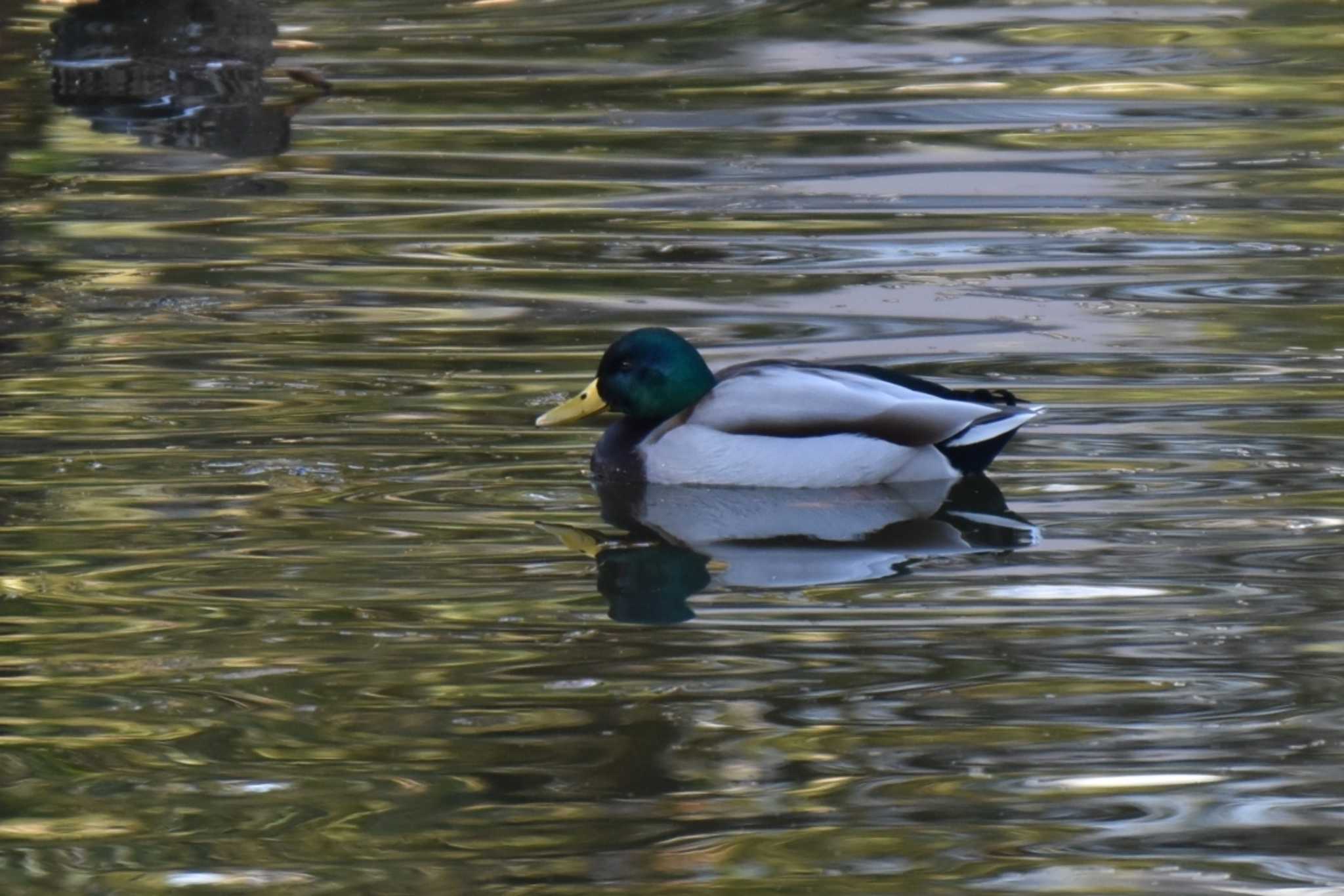 Mallard