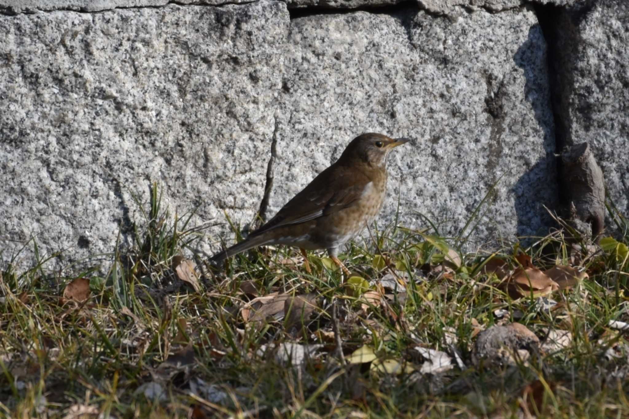 Pale Thrush