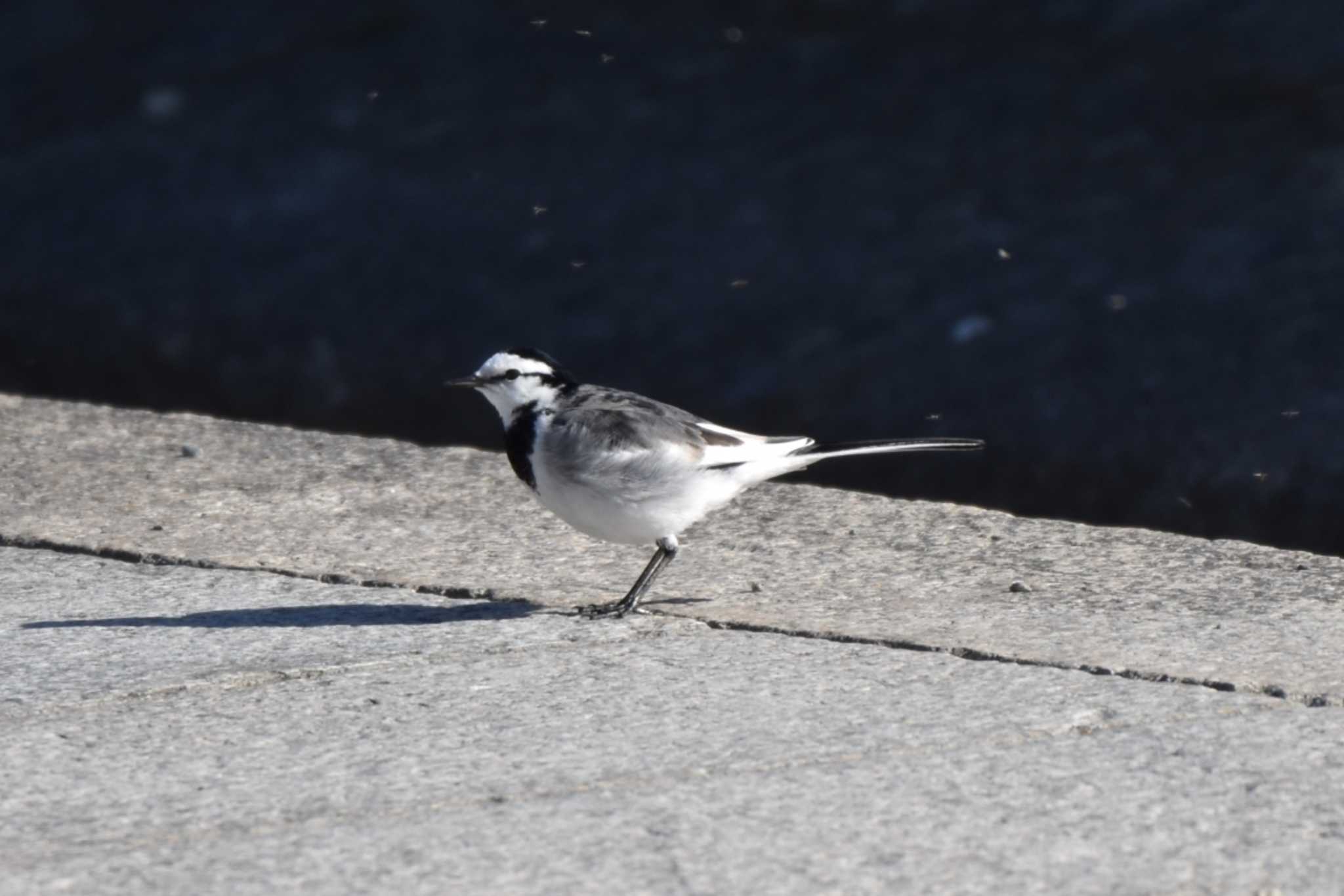 White Wagtail