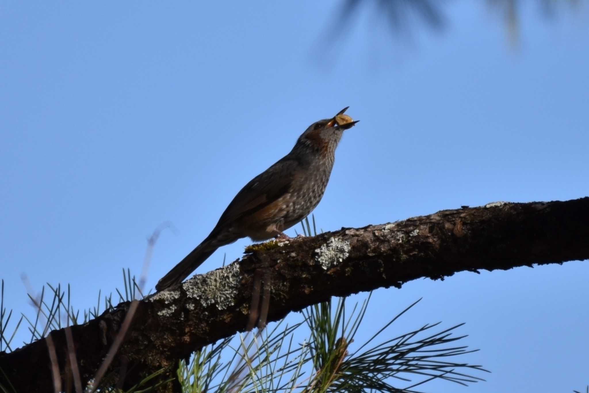 Brown-eared Bulbul