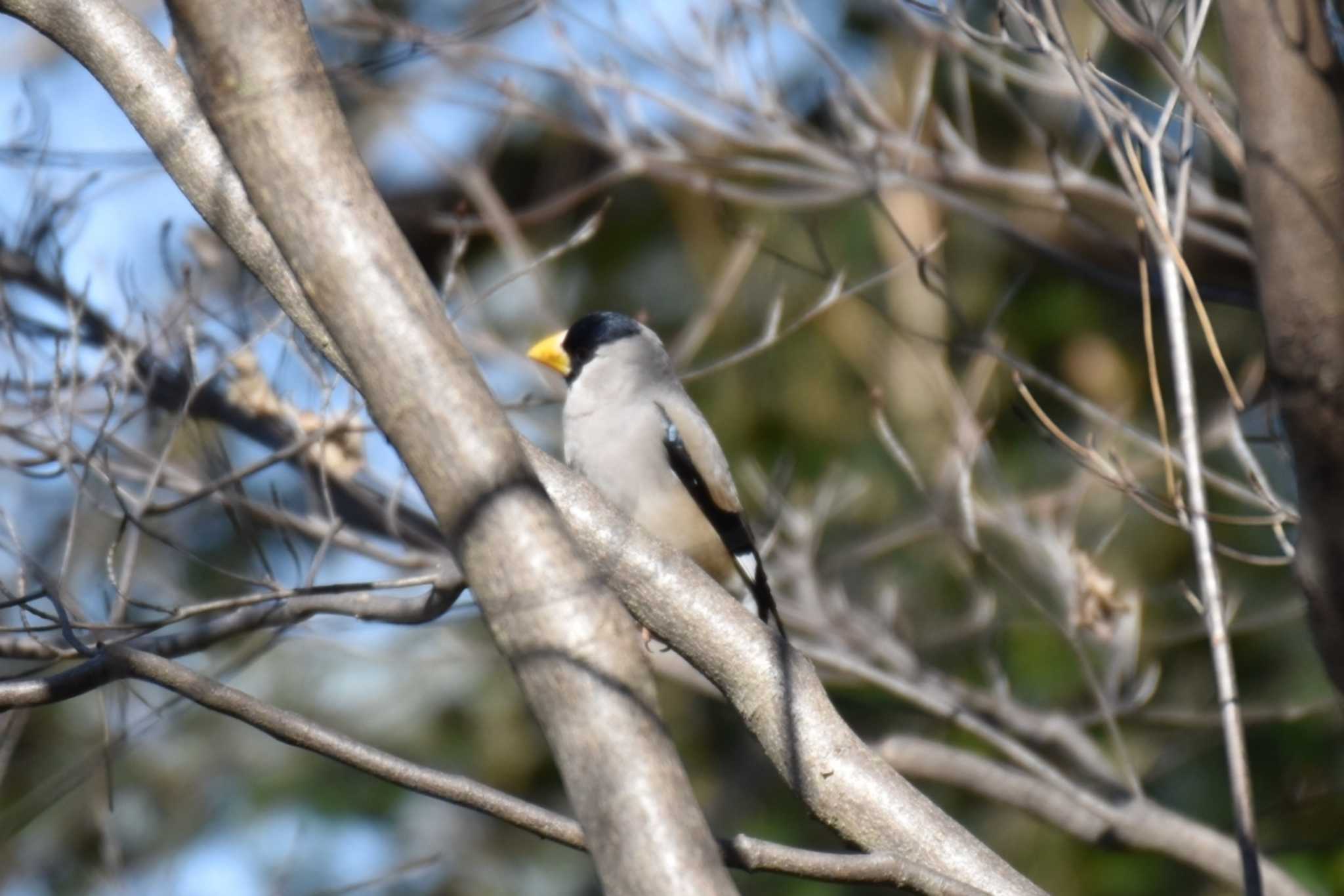 Japanese Grosbeak