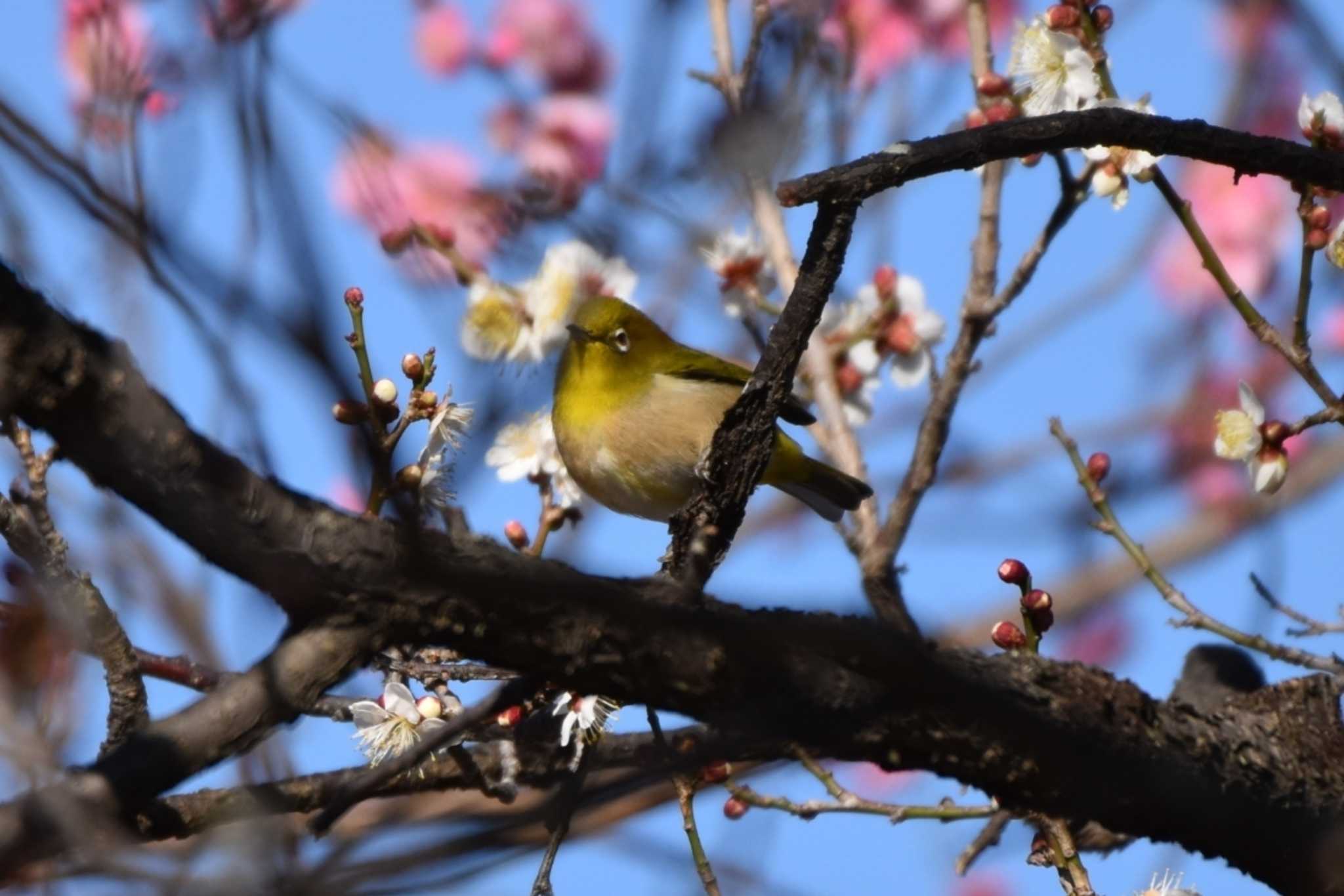 Warbling White-eye