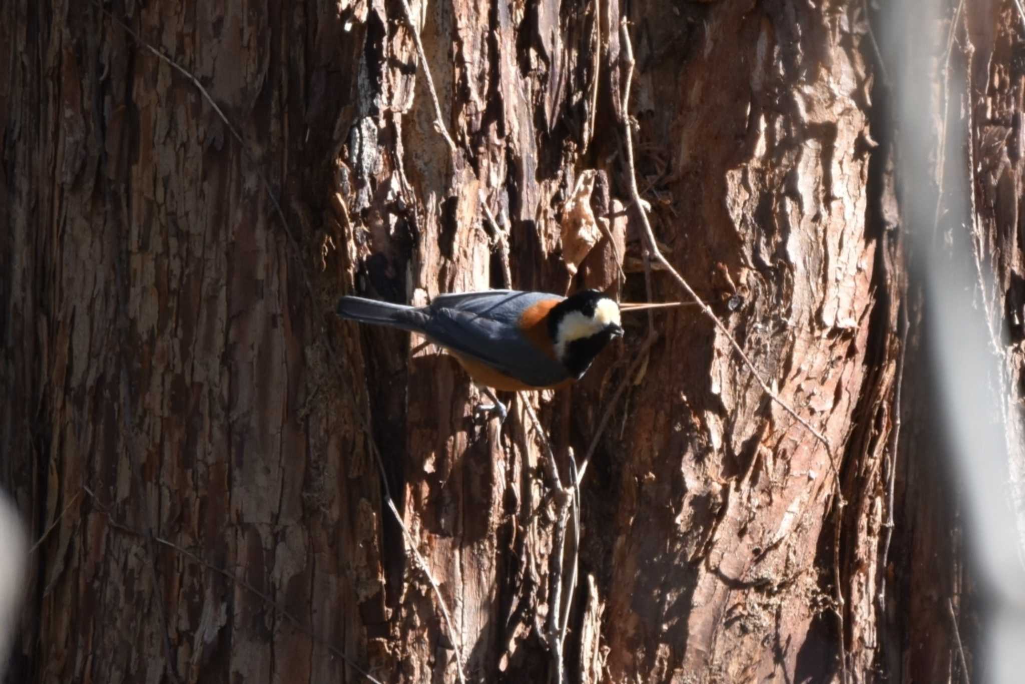 Varied Tit