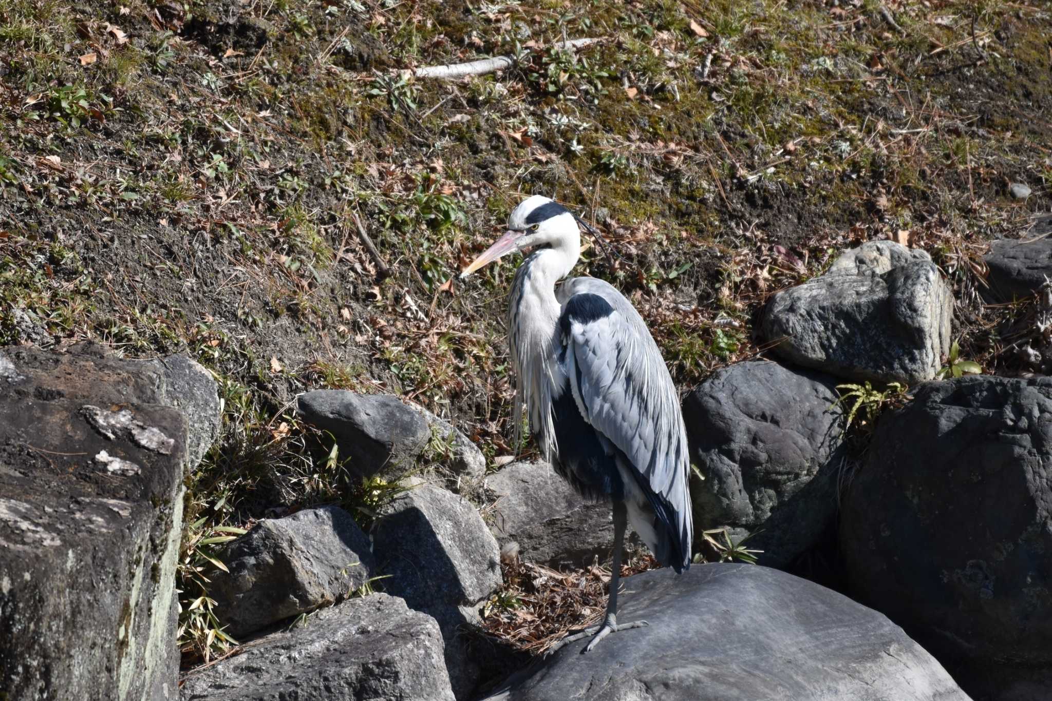 Grey Heron