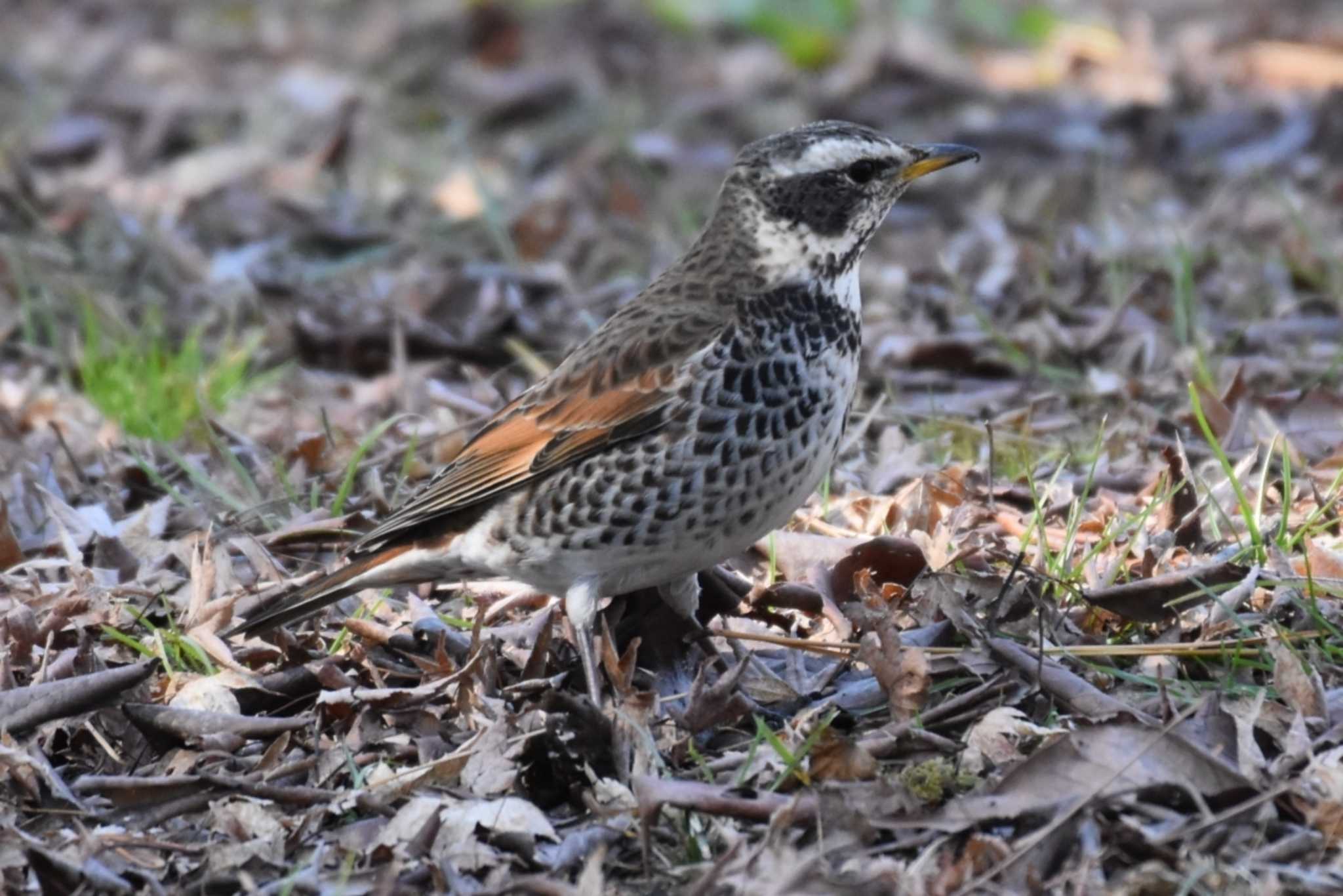 Dusky Thrush