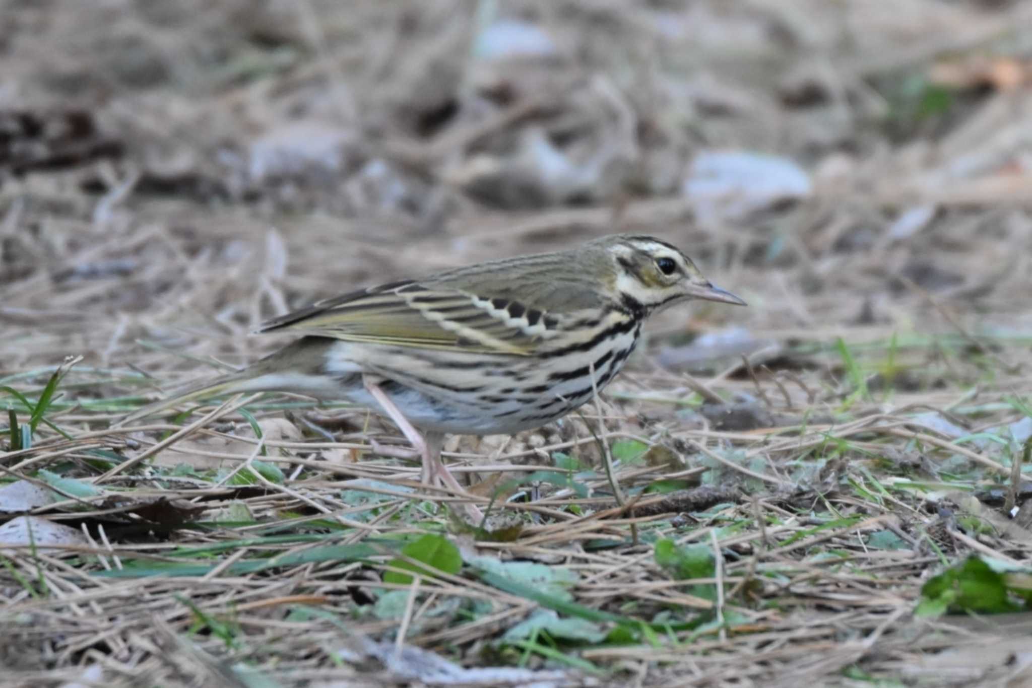 Olive-backed Pipit