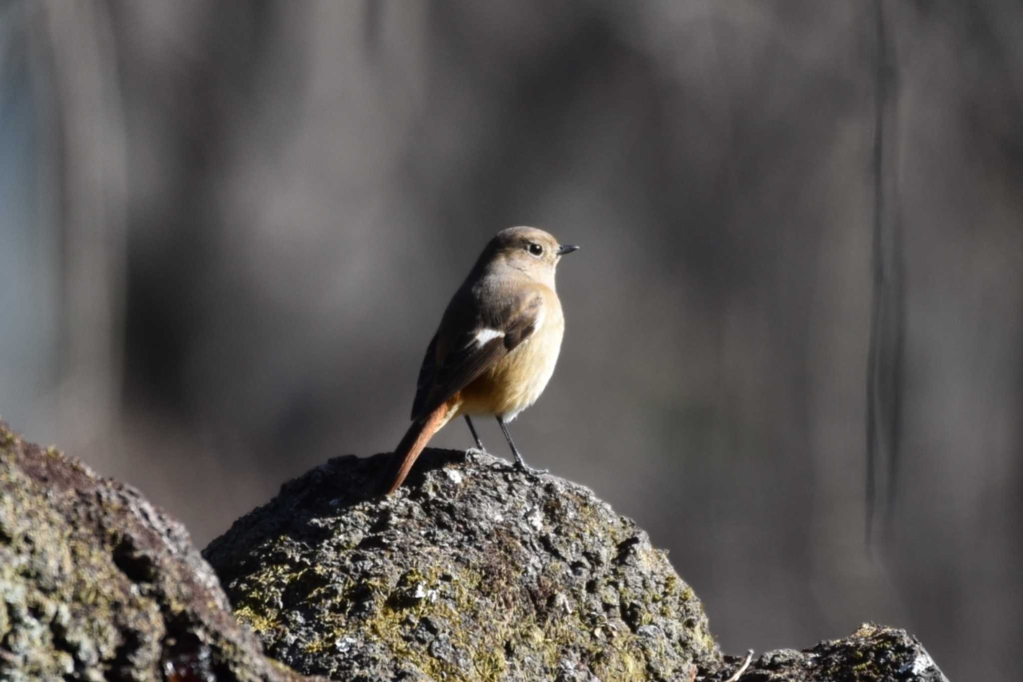 Daurian Redstart