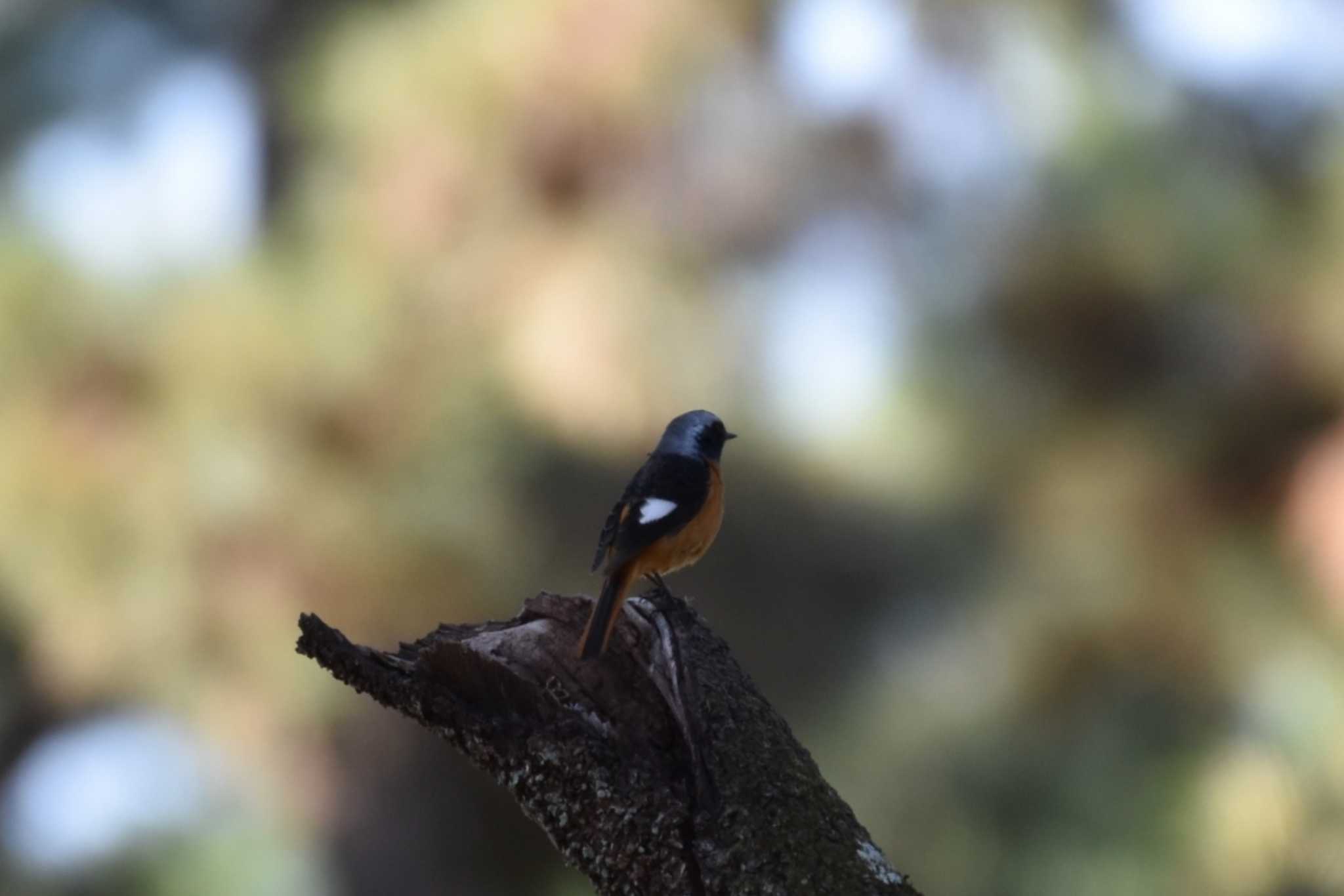 Daurian Redstart