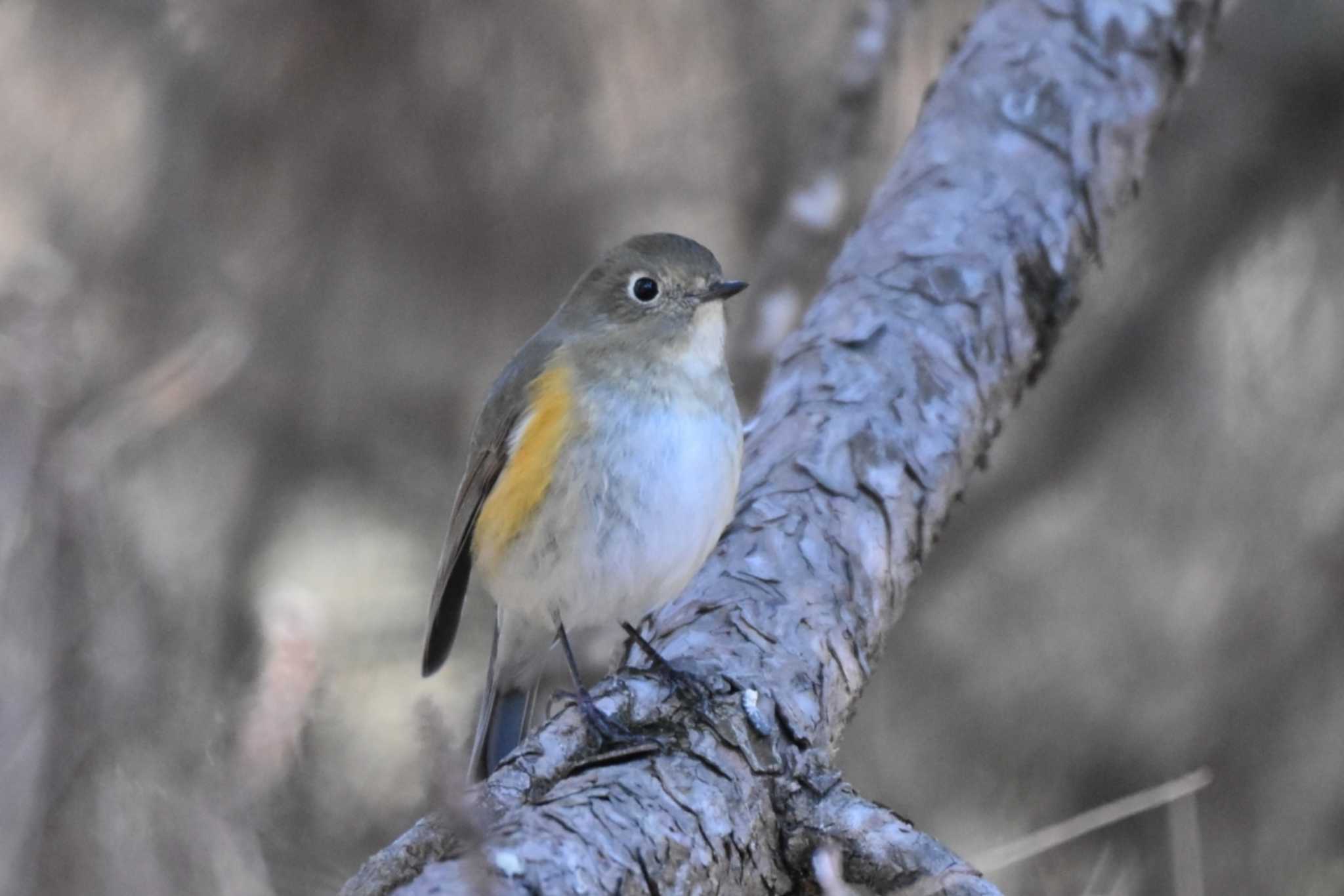 Red-flanked Bluetail