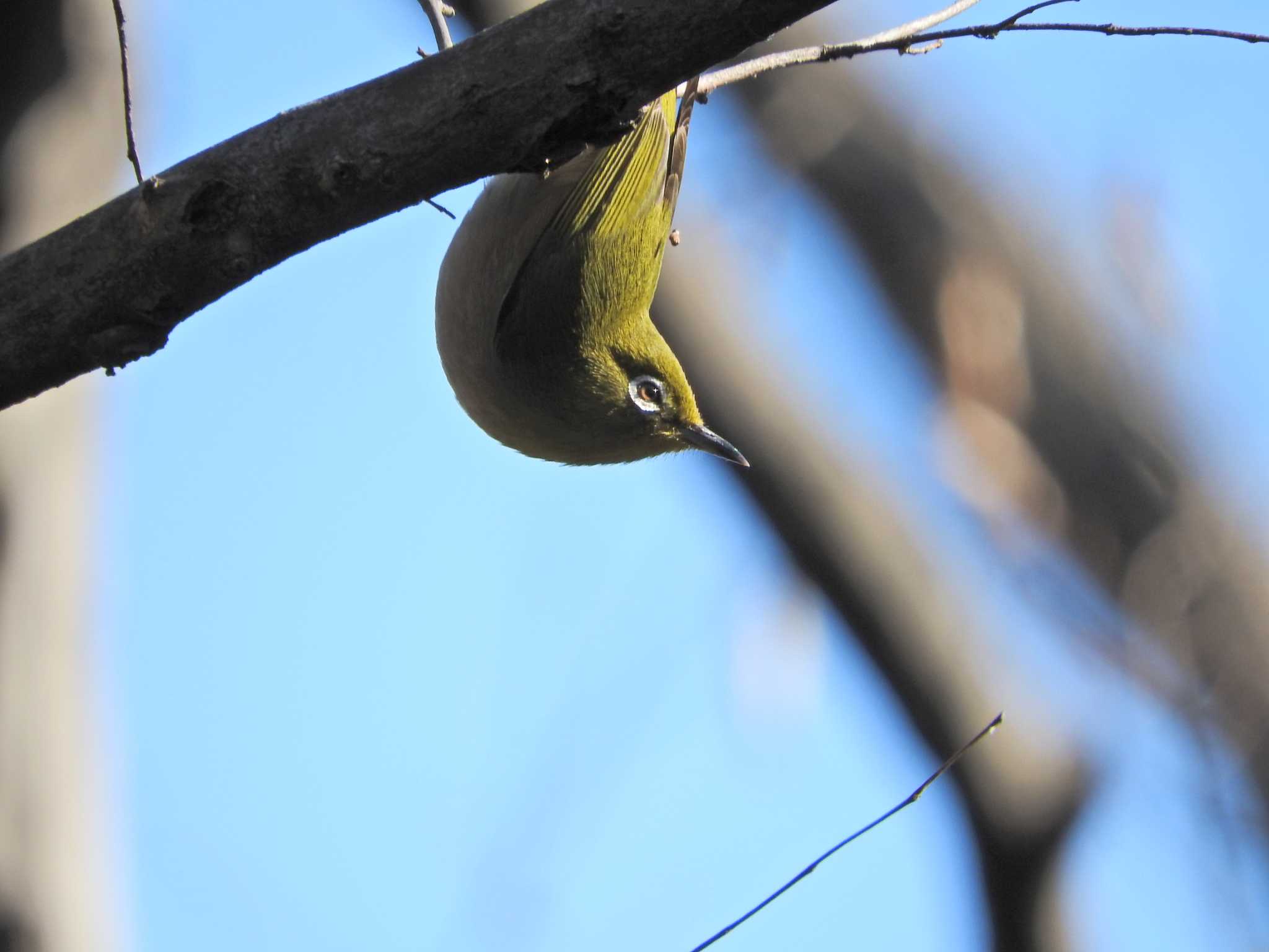 Photo of Warbling White-eye at 荒幡富士市民の森 by chiba