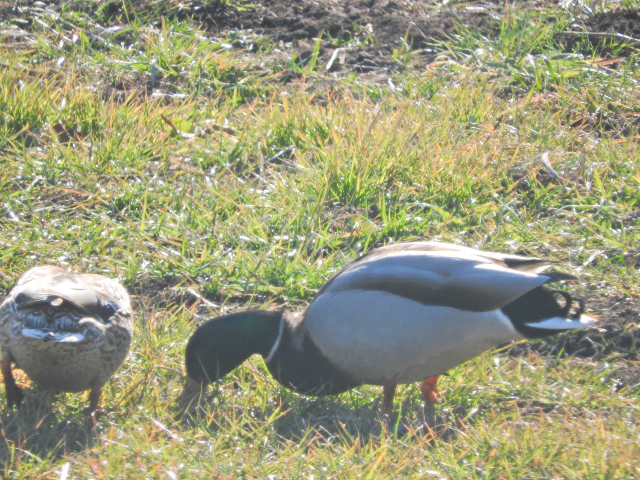 Photo of Mallard at 砂川堀北野調整池 by chiba