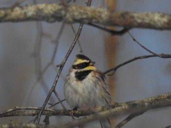 Yellow-throated Bunting 十勝地方 音更町山林 Sat, 2/6/2021