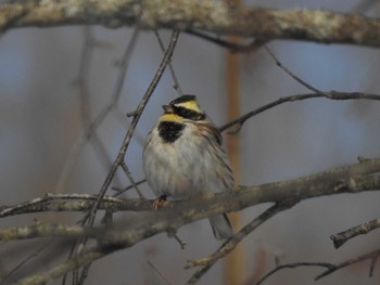 Yellow-throated Bunting 十勝地方 音更町山林 Sat, 2/6/2021