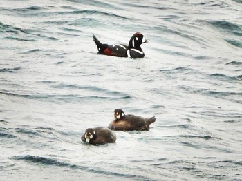 シノリガモ 夏泊半島西岸 2021年2月6日(土)