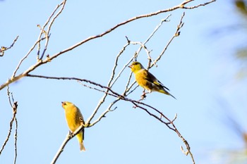 2021年2月6日(土) 狭山丘陵の野鳥観察記録