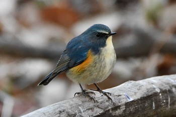 2021年2月6日(土) 北本自然観察公園の野鳥観察記録