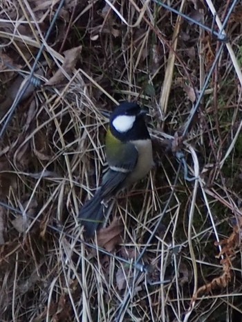 Japanese Tit 神戸市北区 Sat, 2/6/2021