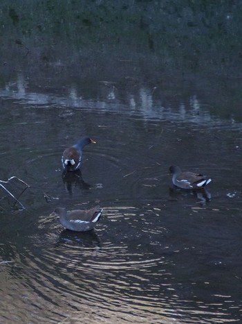 Common Moorhen 神戸市北区 Sat, 2/6/2021