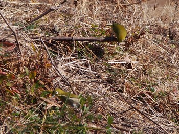 Warbling White-eye 神戸市北区 Sat, 2/6/2021