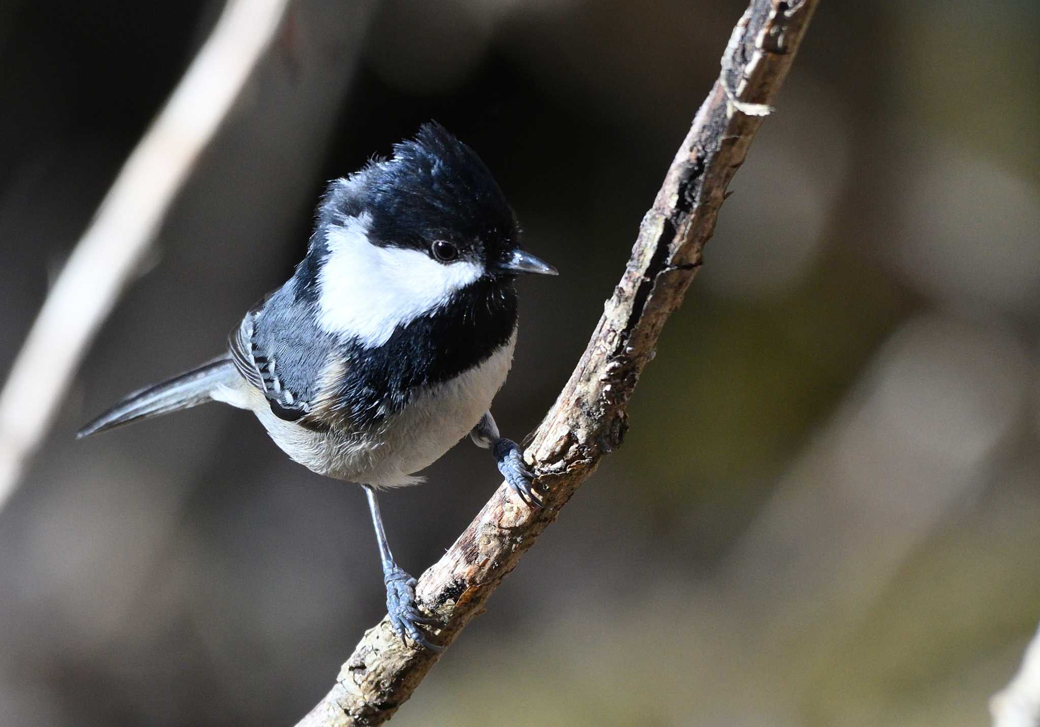 西湖野鳥の森公園 ヒガラの写真