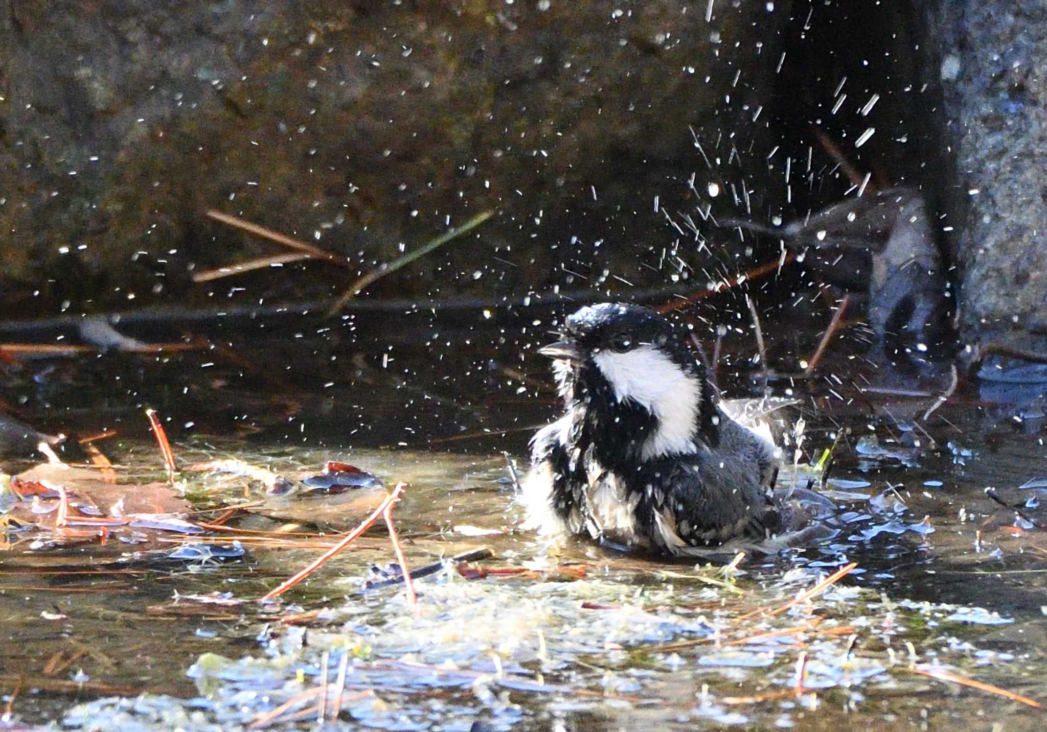 西湖野鳥の森公園 ヒガラの写真