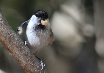 2021年2月6日(土) 西湖野鳥の森公園の野鳥観察記録