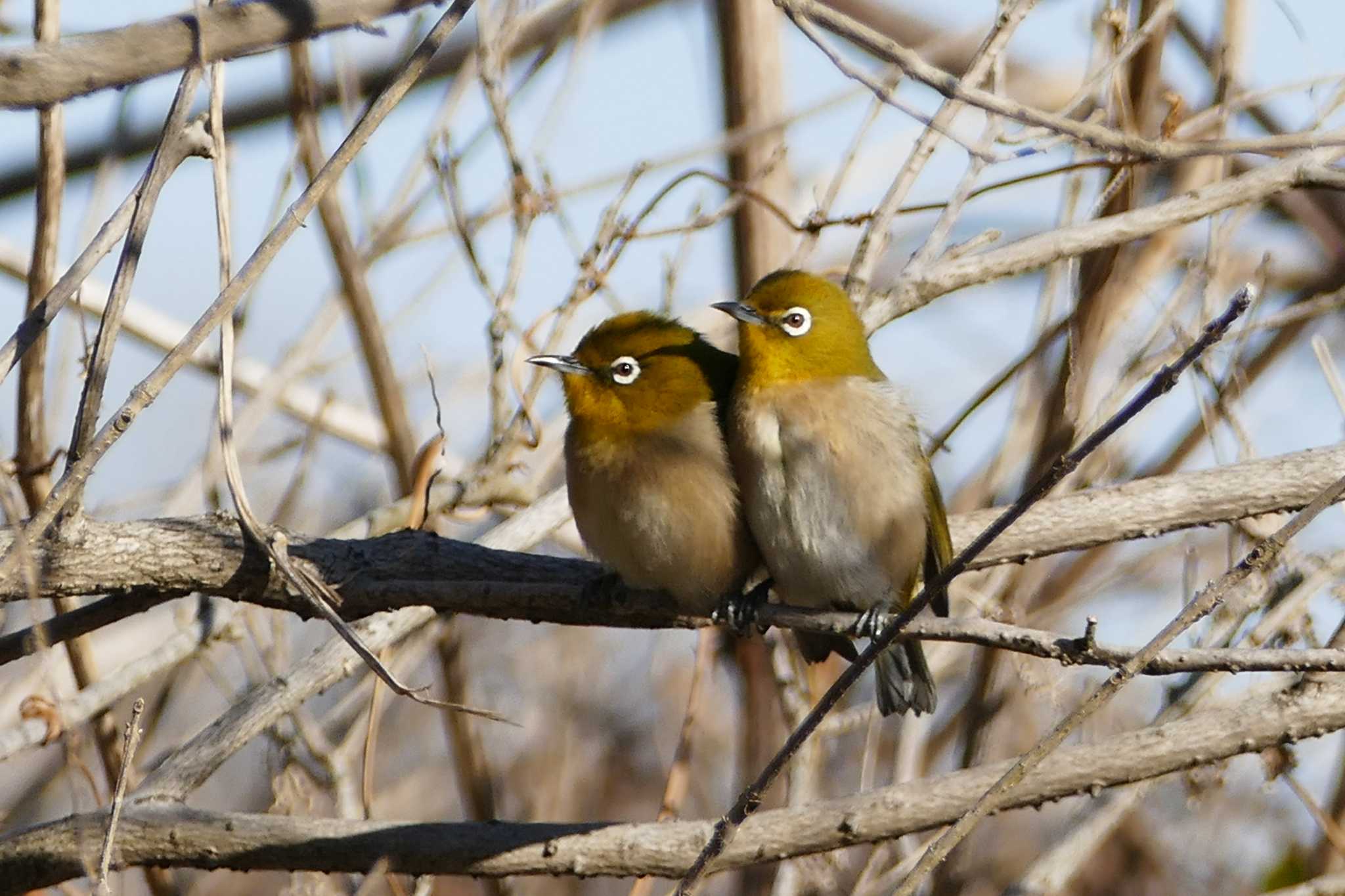 Warbling White-eye