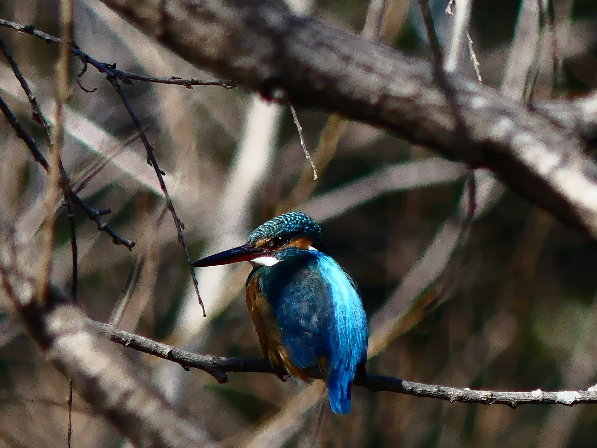 大麻生野鳥の森公園 カワセミの写真