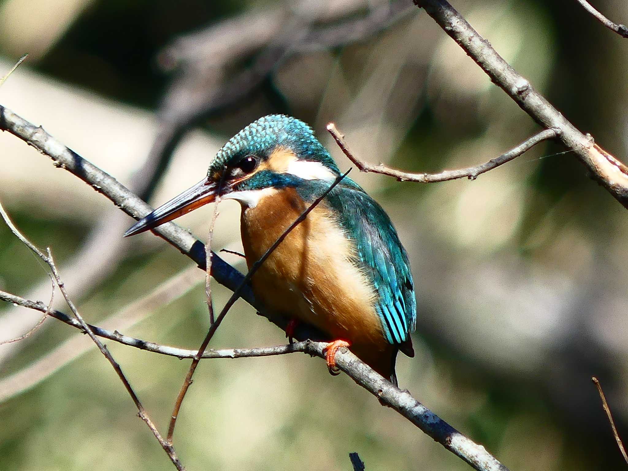 大麻生野鳥の森公園 カワセミの写真