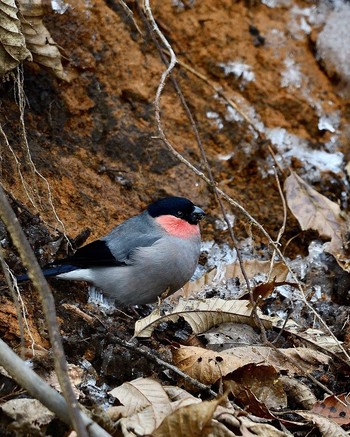 Eurasian Bullfinch 埼玉県 Sat, 12/24/2016