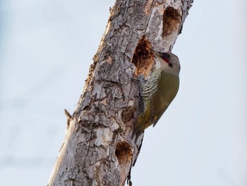 Japanese Green Woodpecker 甲山森林公園 Sat, 2/6/2021